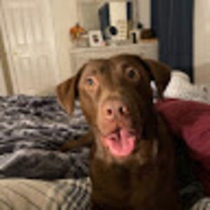 Meet your Posher, Koko,